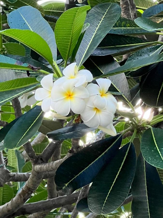 לאמאי ביץ' Pearl Of Samui Resort מראה חיצוני תמונה